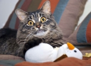 爱游戏下载-欧冠半决赛焦点战，骑士强压广东队，一场跨越时空的体育对话