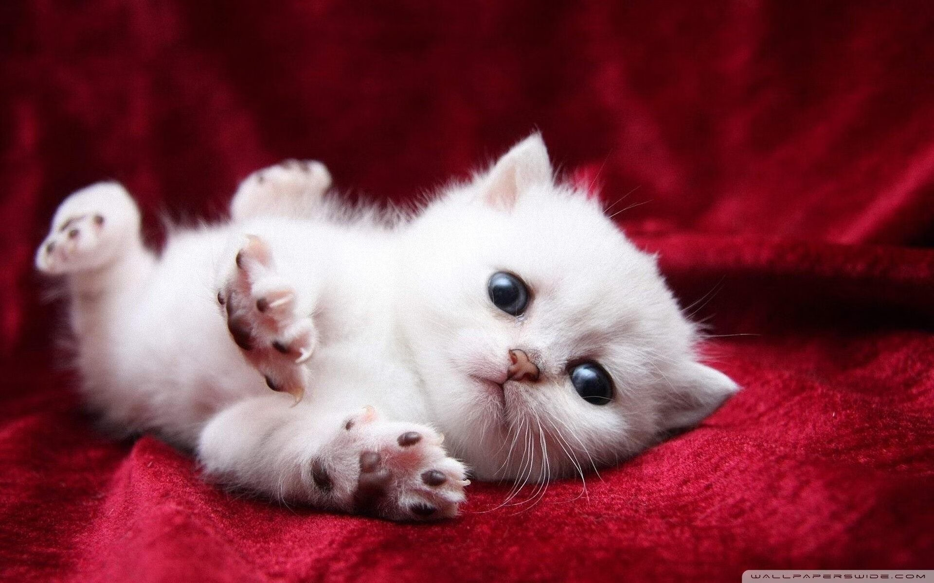 喀麦隆掀翻厄瓜多尔，加克波关键进球定乾坤—非洲雄狮的逆袭与荷兰新星的闪耀